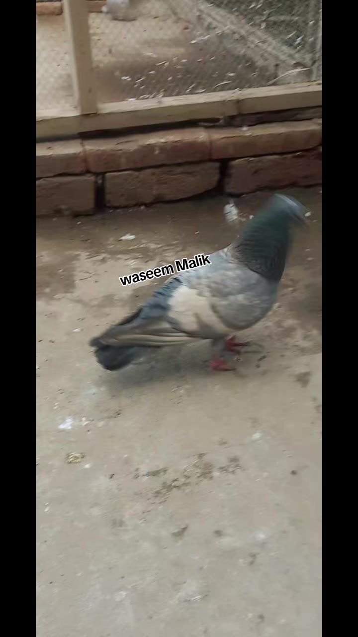 @waseem Malik