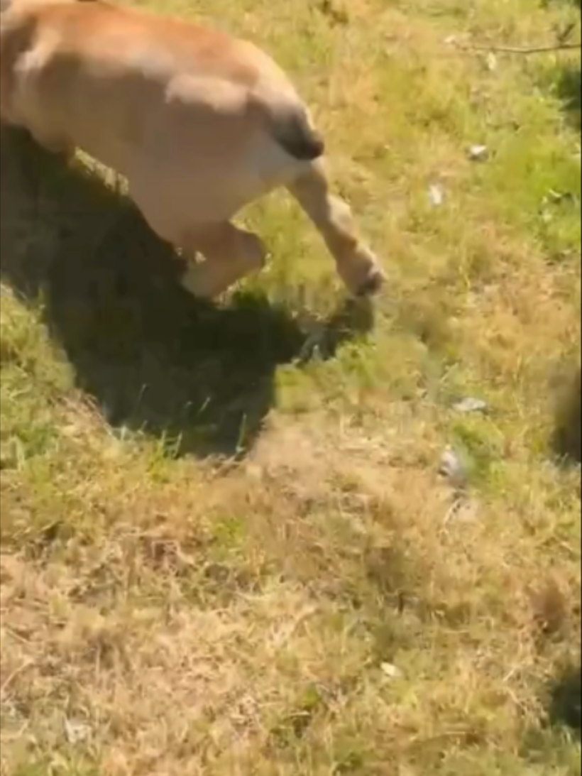 @WoofWoofTV