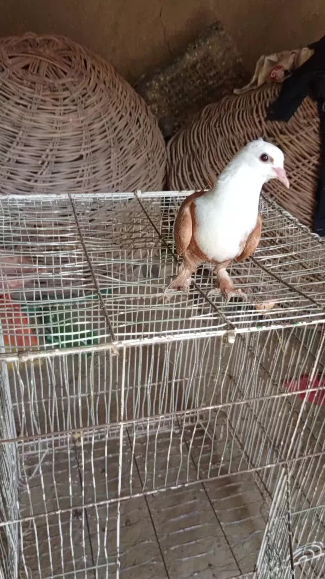 @best Birds912