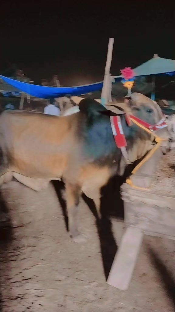 @꧁༺محسن جانی༻꧂