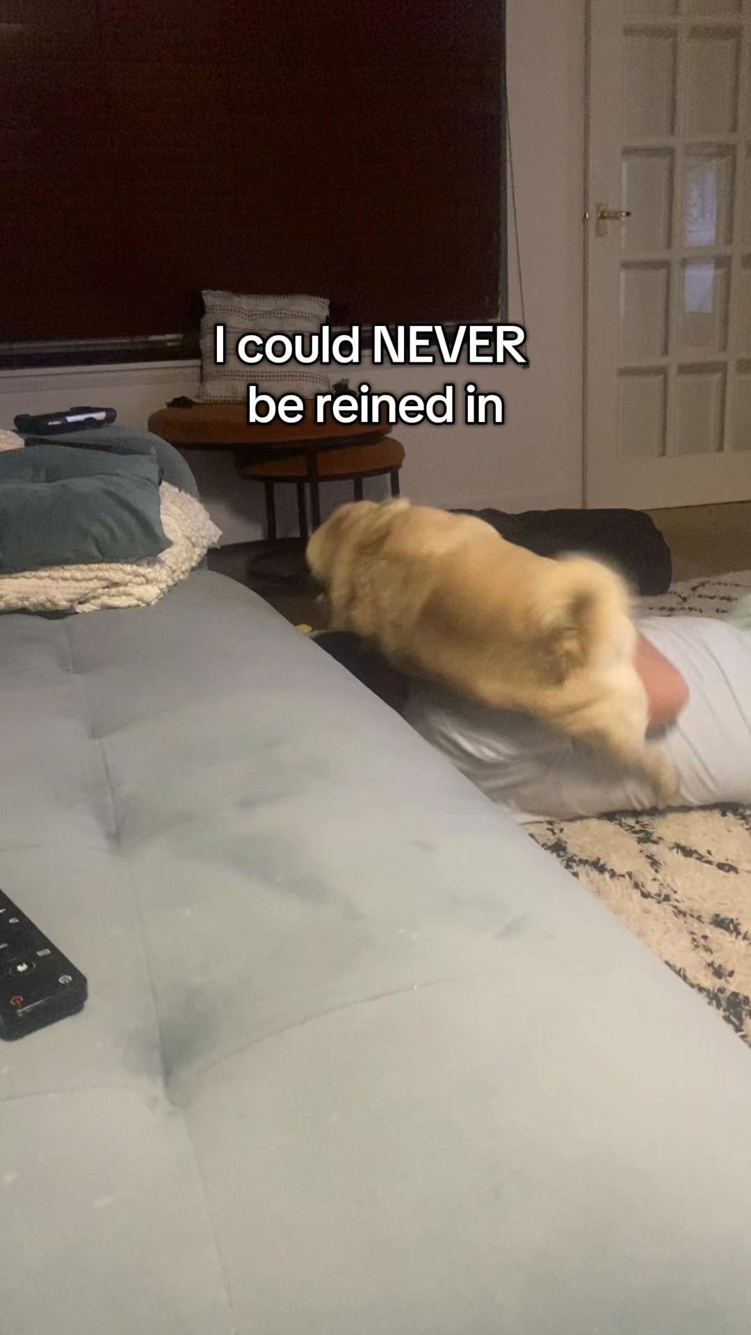 @Wee Winston The Pug