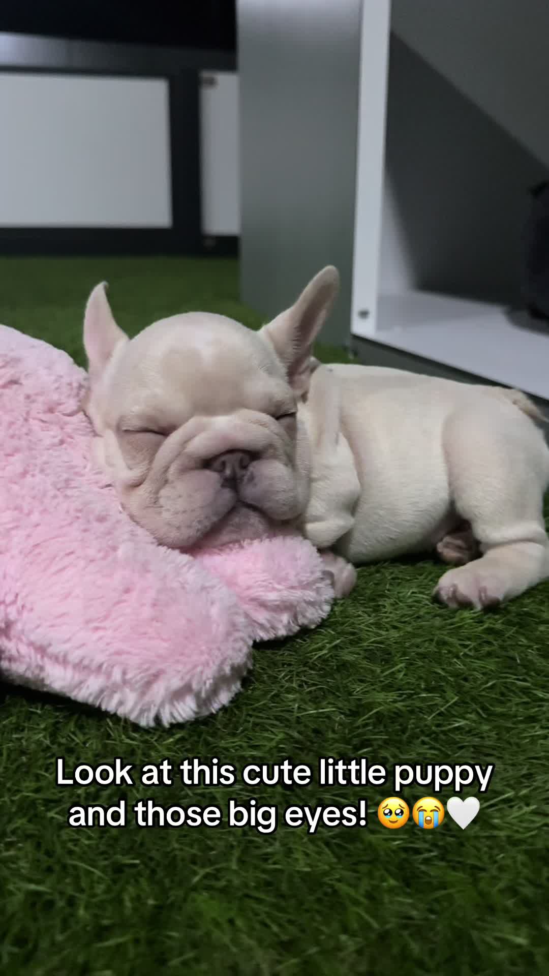 @✨Luxurious Frenchie House✨