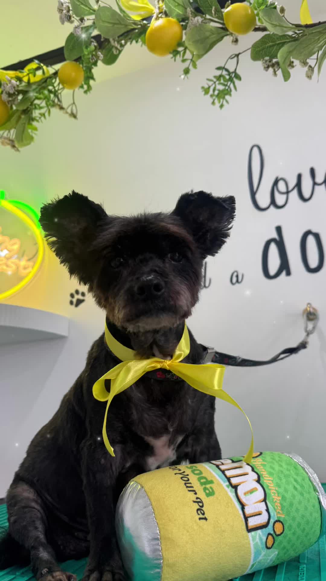 @PamperedPaws