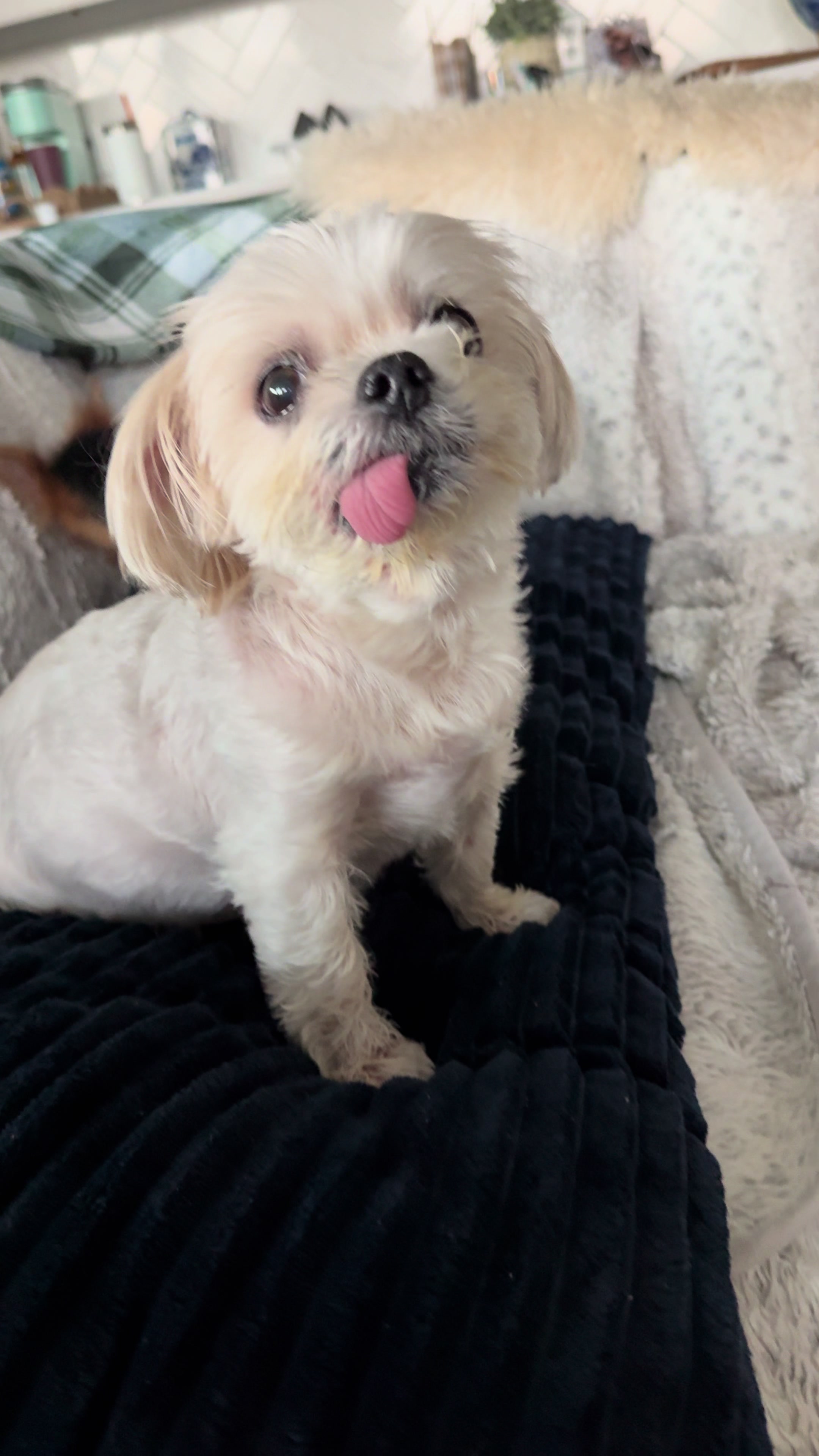 @My_4_Yorkies