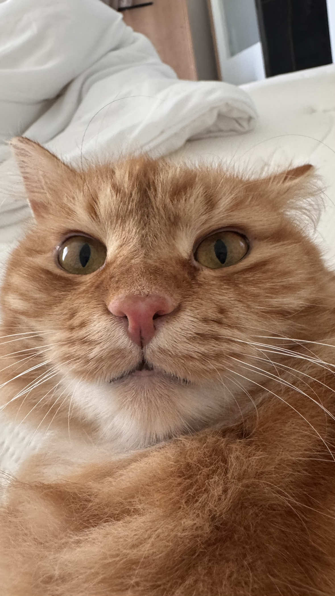 @Mitay_cat