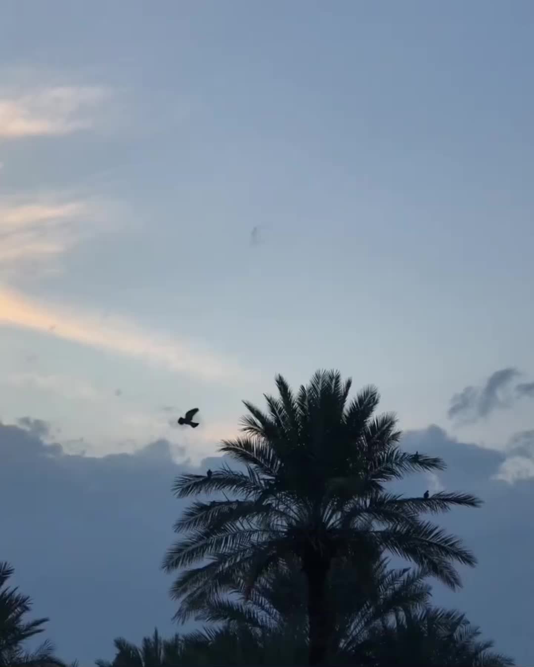 @احمد ؟