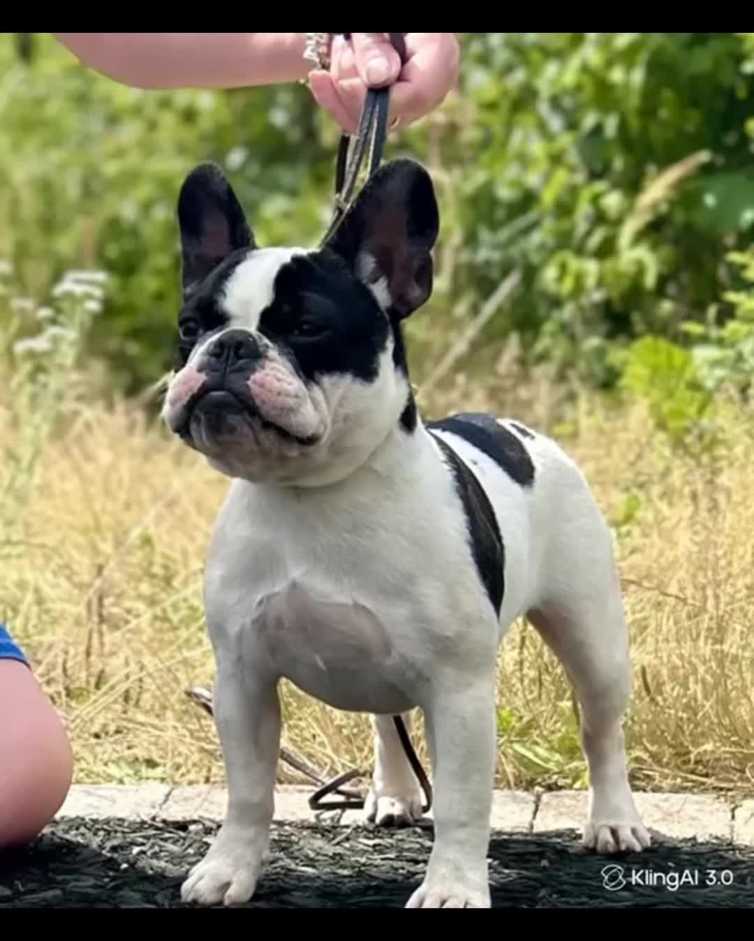 @perfectibull_uk