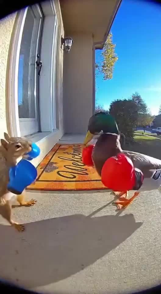 @Animal Stories