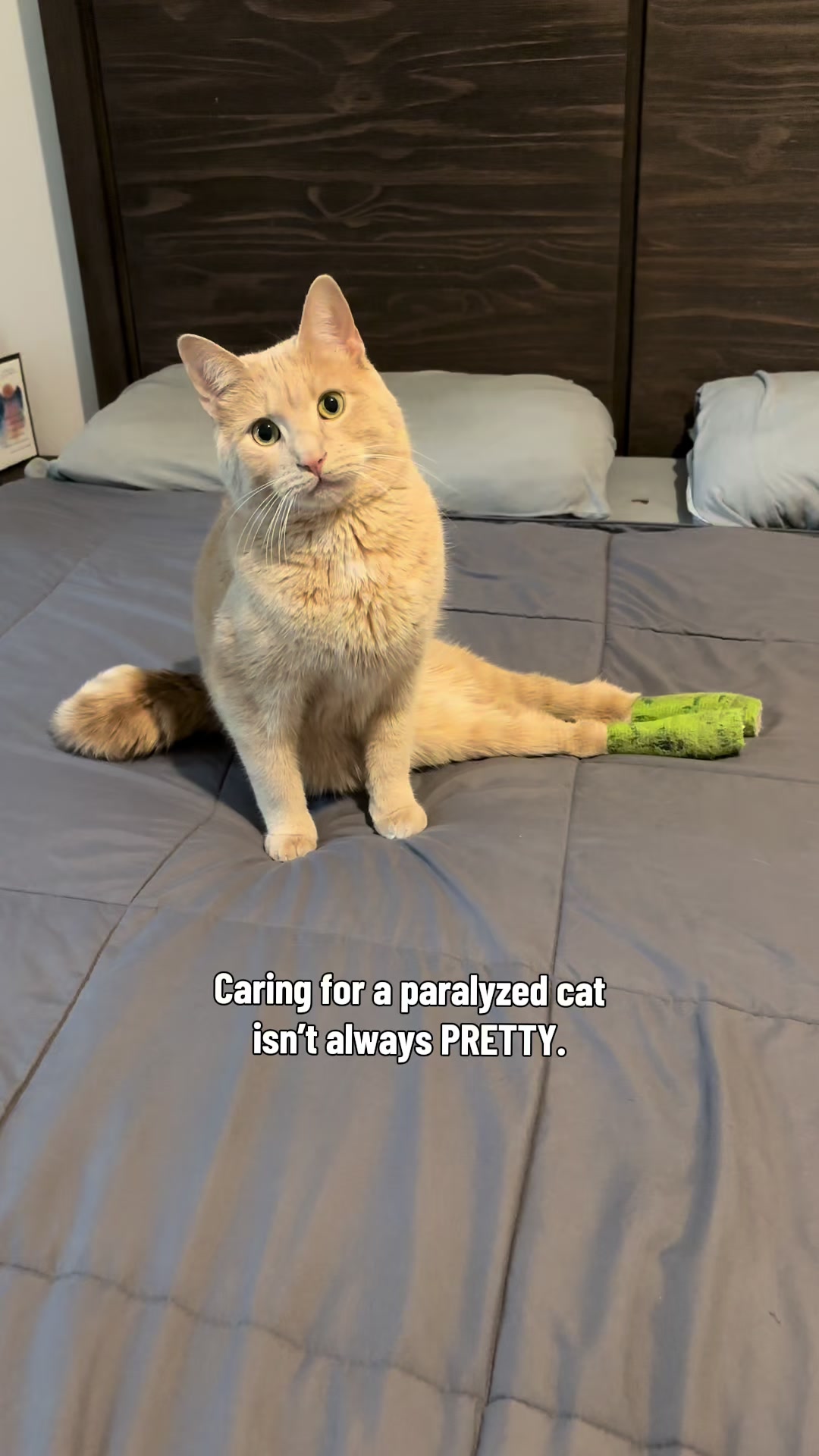 @Low Ryder Kitty