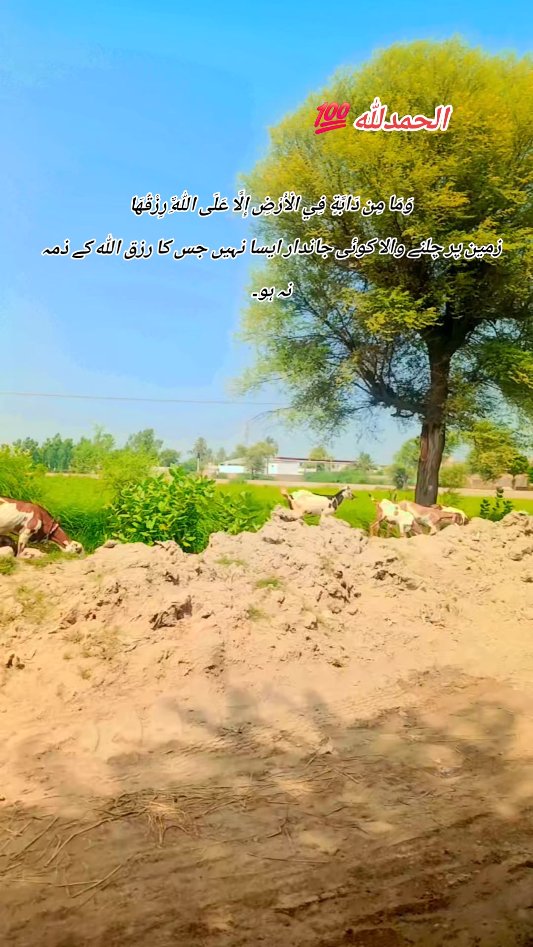 @Zaib جواد