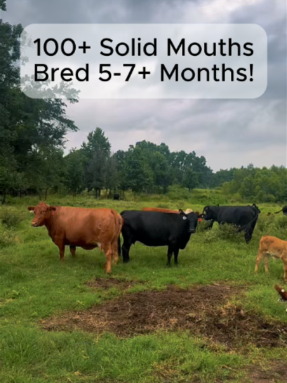 @Rutherford Land and Cattle