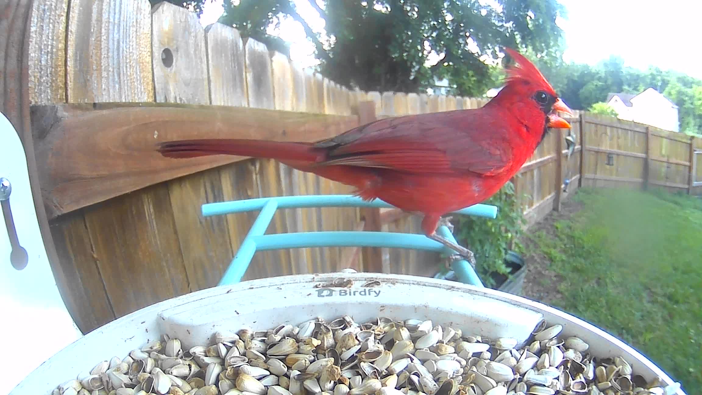 @Crazy Bird Lady