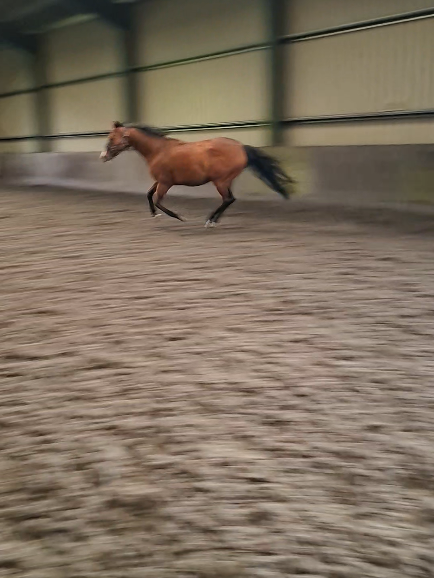 @Life with Suni D 🐴