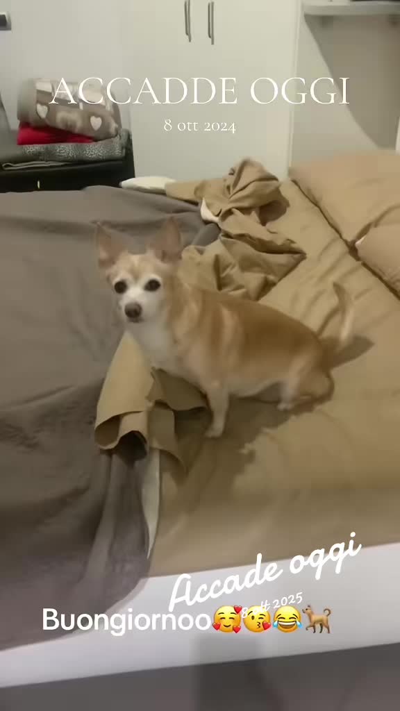 @La piccola Perla 🐕