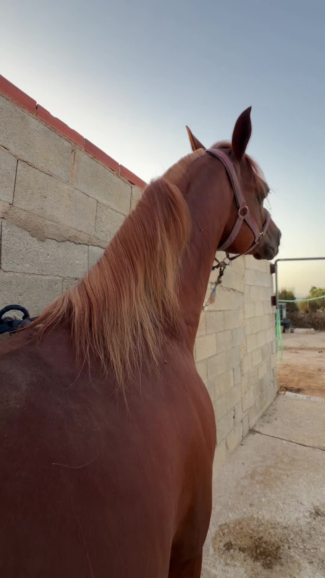 @MyHorse