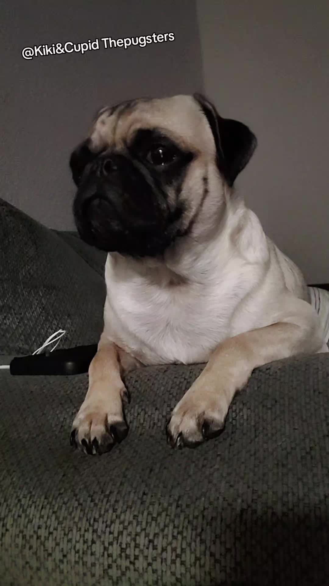 @Kiki&Cupid Thepugster