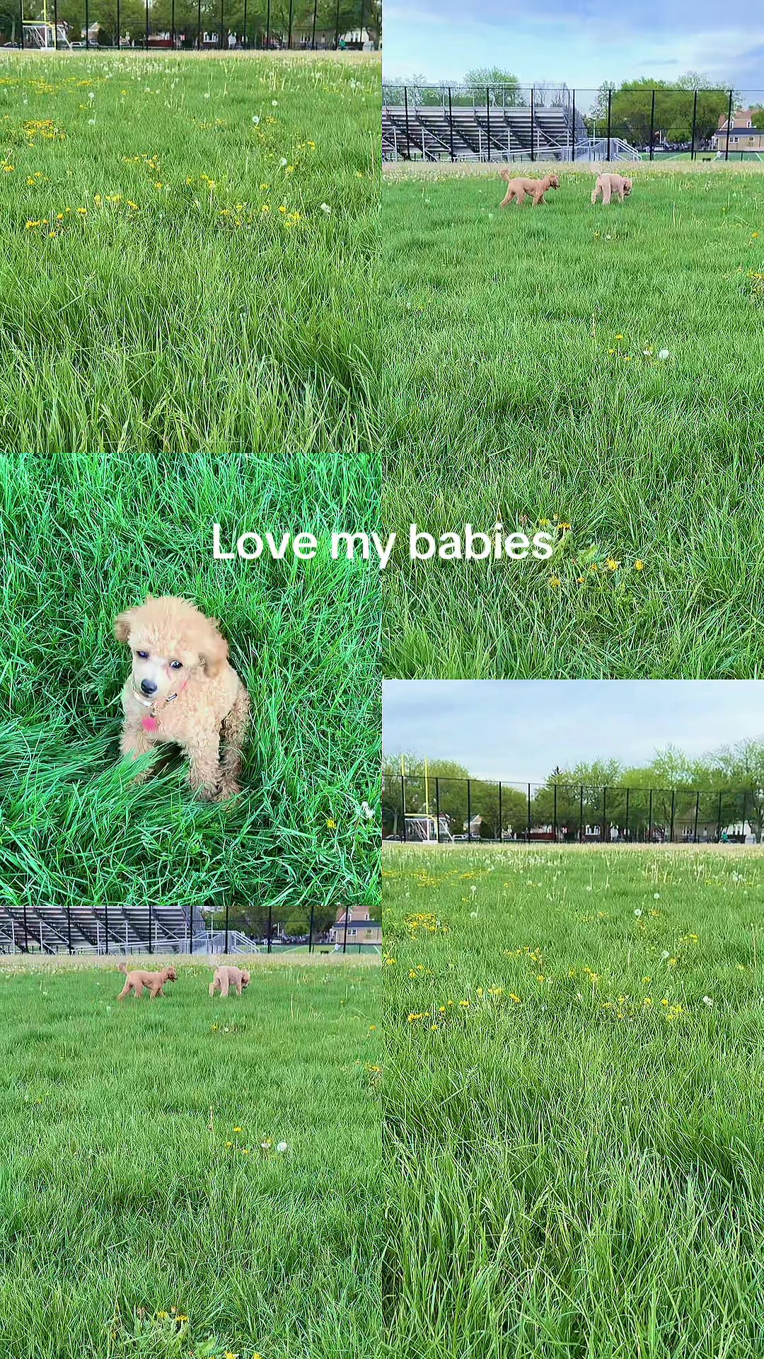 @kobi.lily.love