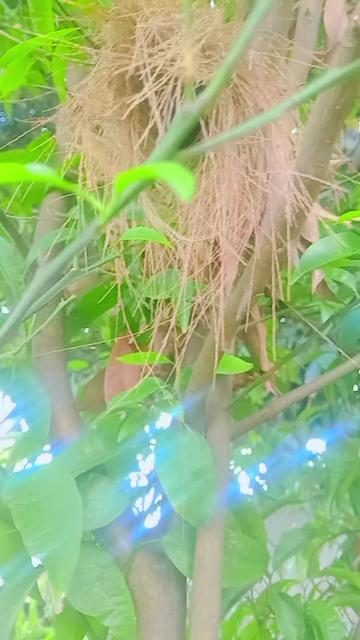 @kamod kuamr