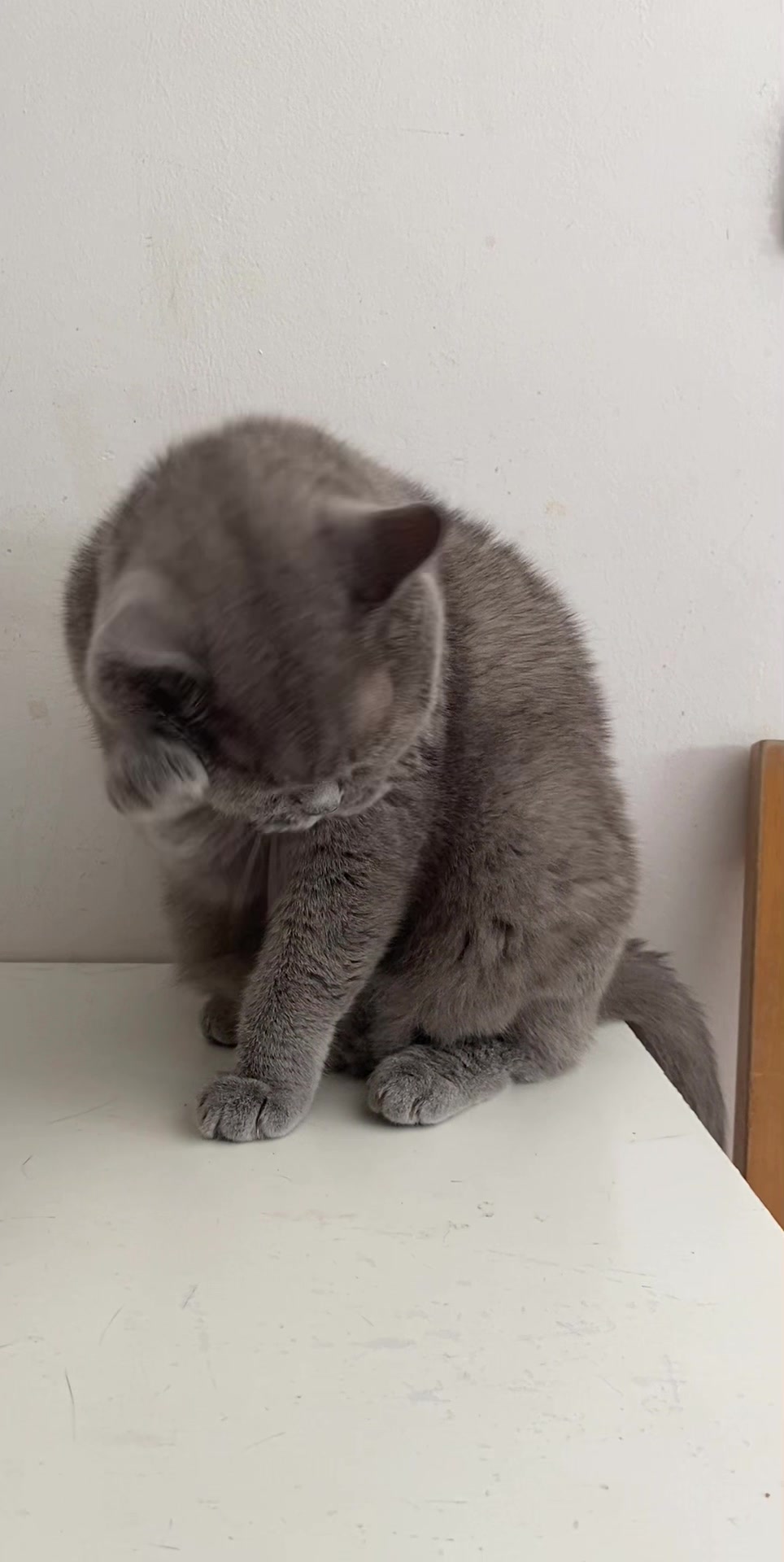 @😸