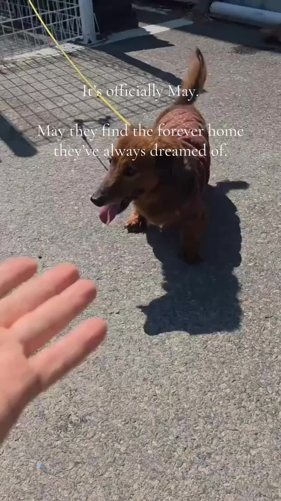 @DMT Dachshund Rescue 🐾