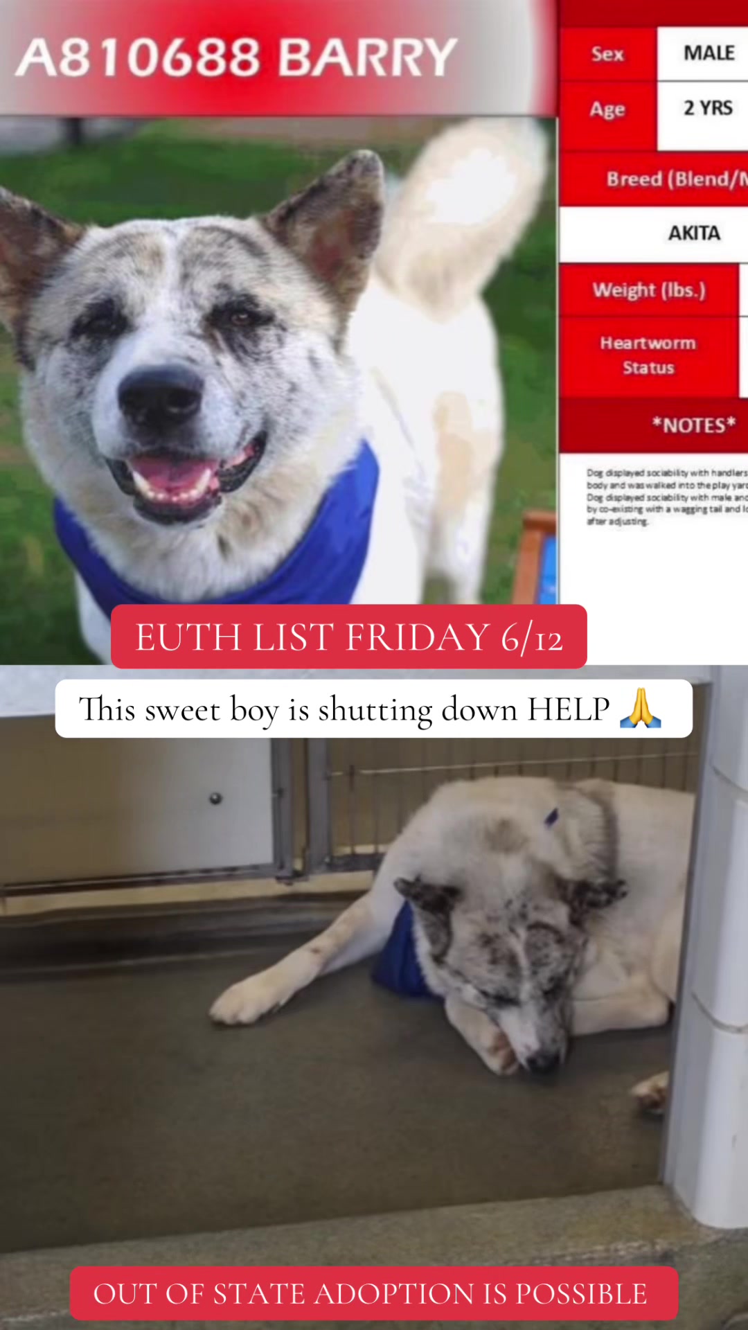 @@rescuedogs911