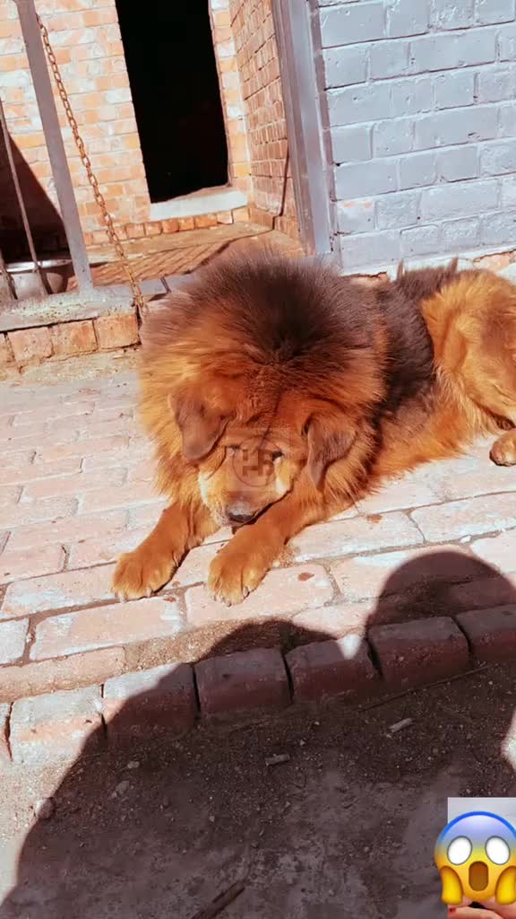 @Canine Legends