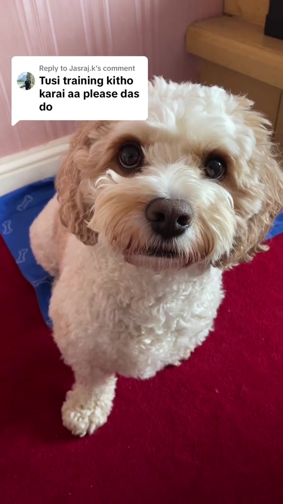 @My Cavachon