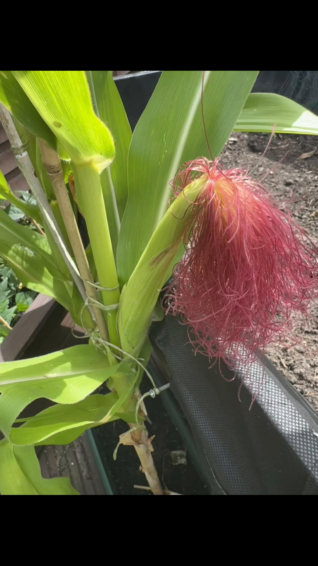 @Granddad Greenhouse