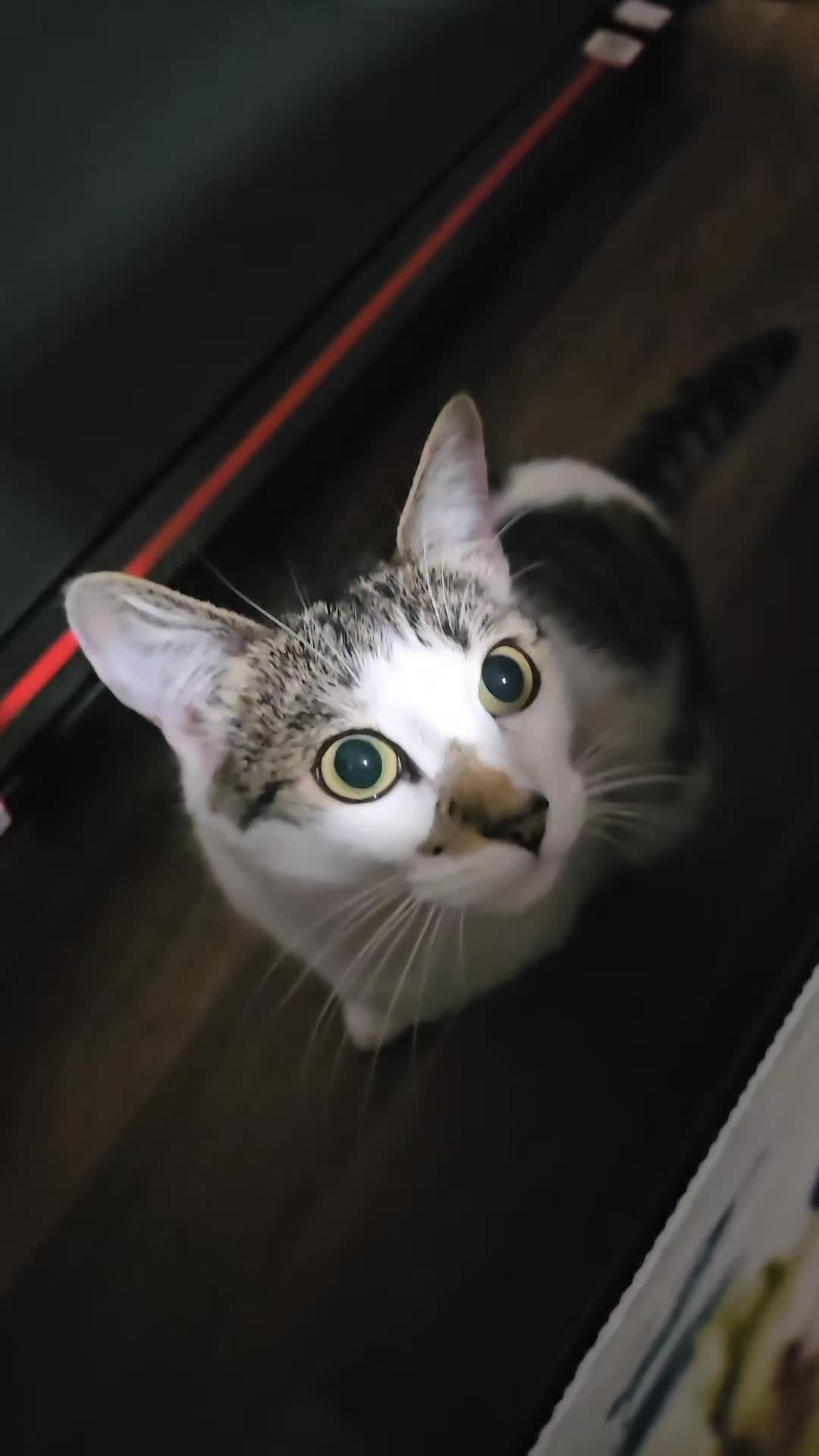 @cairo🐈