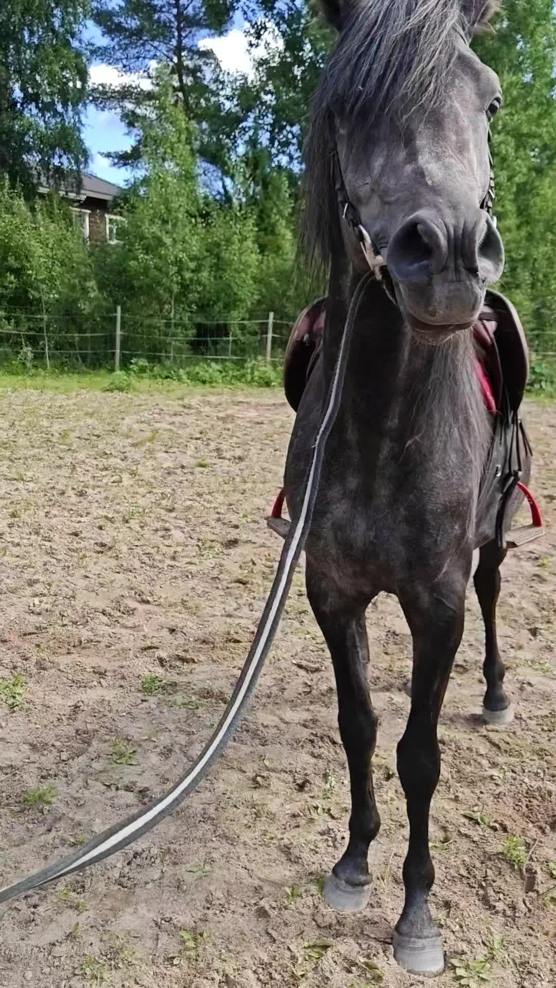 @YönMörkö👹