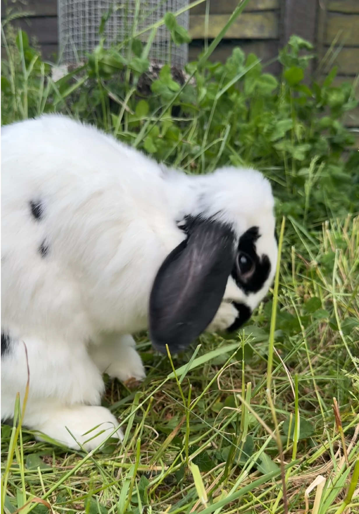 @Bun, two, three, four