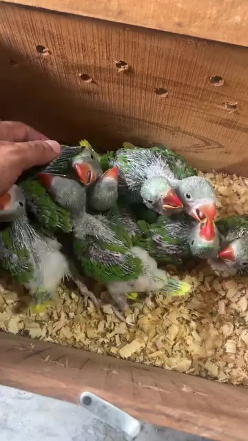 @ROYAL BIRD US