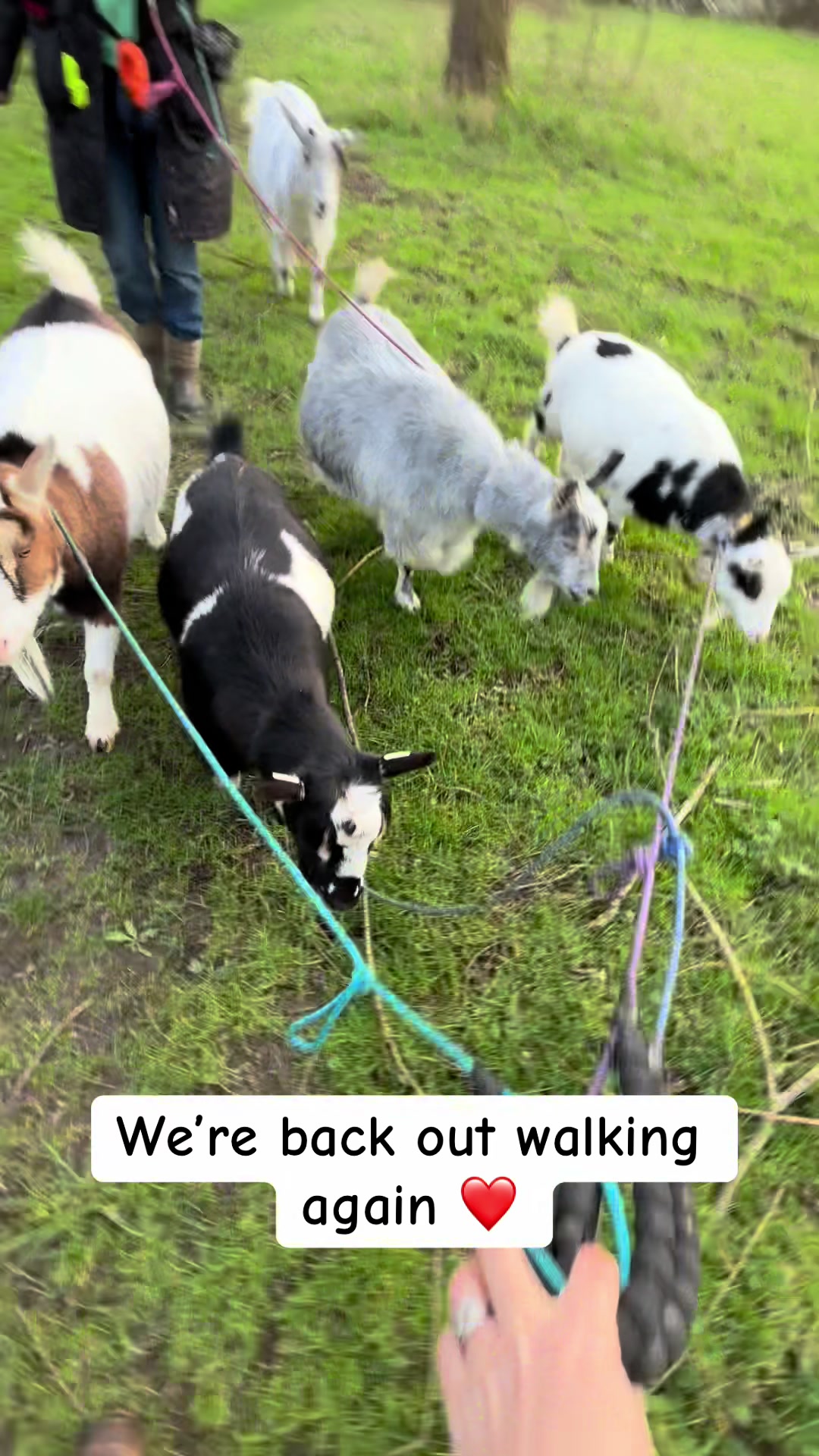 @GiddyAboutGoats