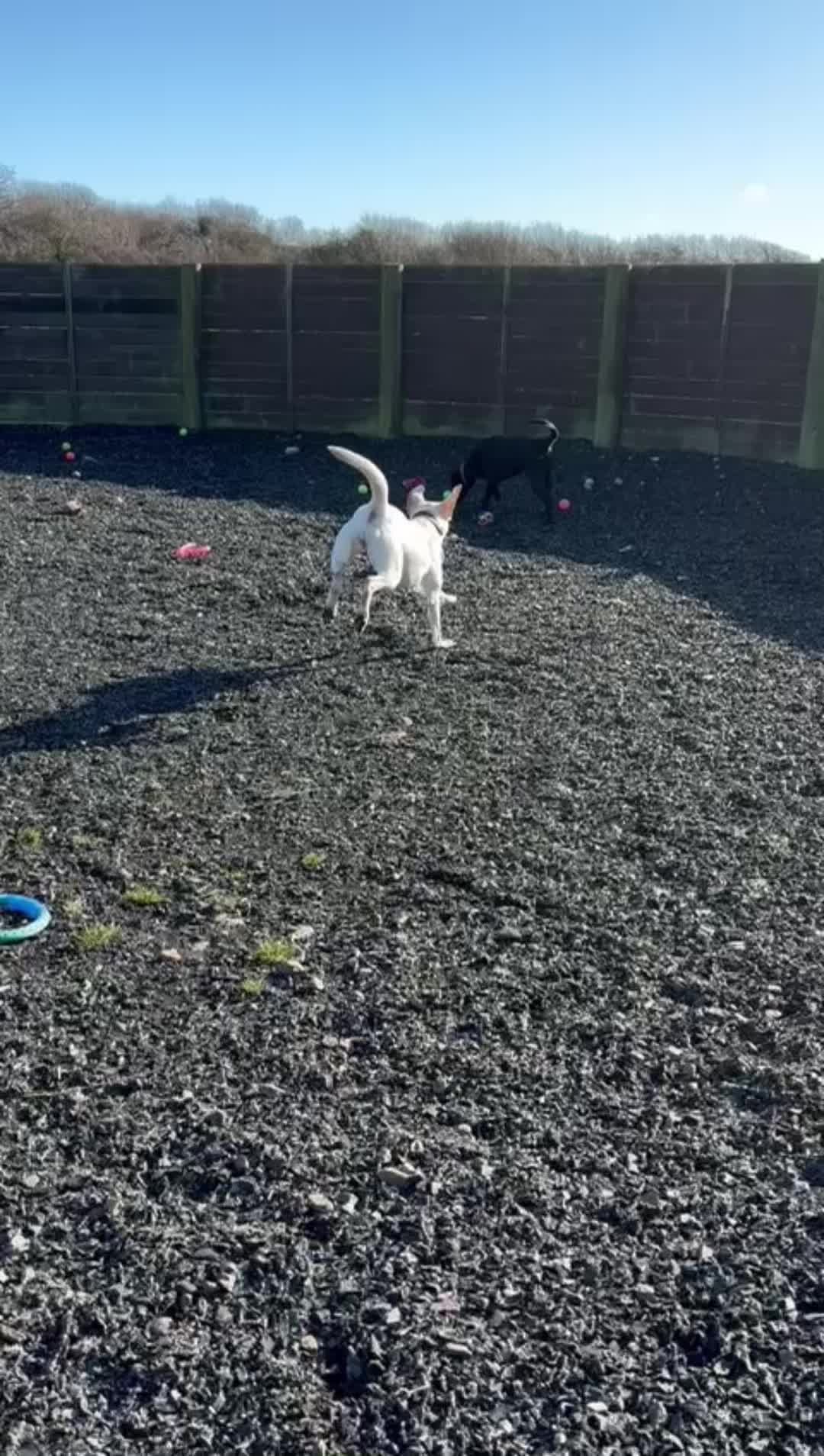 @Greenacres Rescue