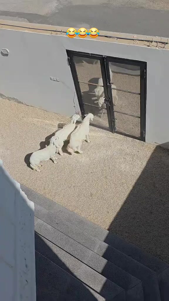 @โถ๐ซโโโจโค๐โญ๐ ๐ฅ๐ฅ