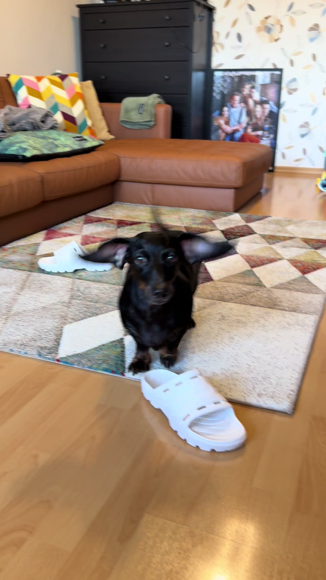 @🐾 Pajti kalandjai 🐾