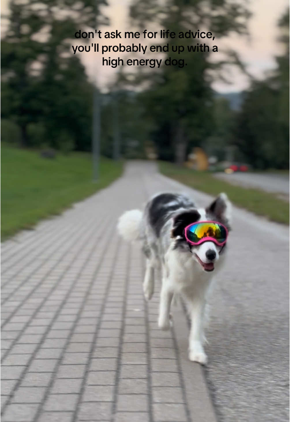 @elisathebordercollie