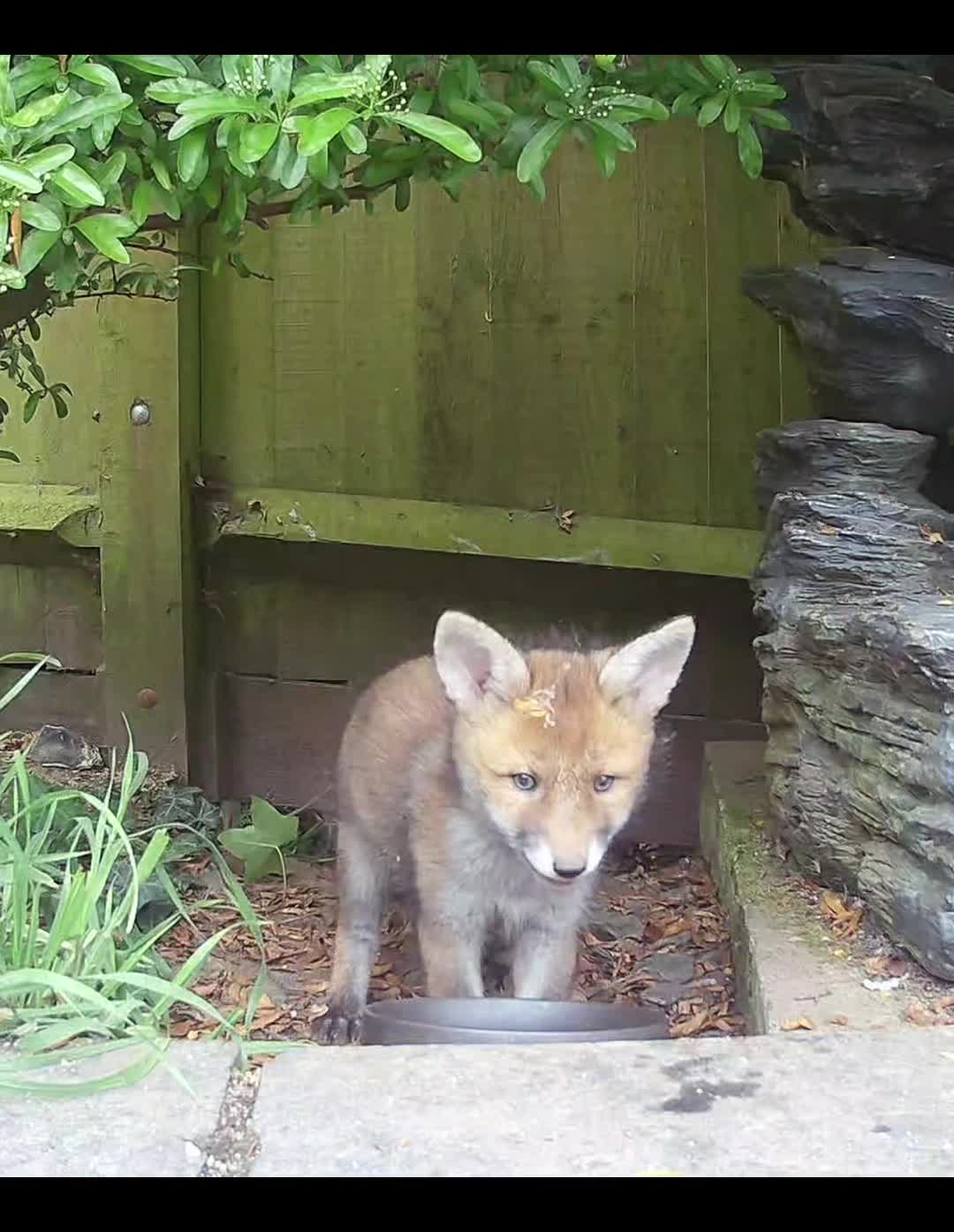 @gp_wildlife