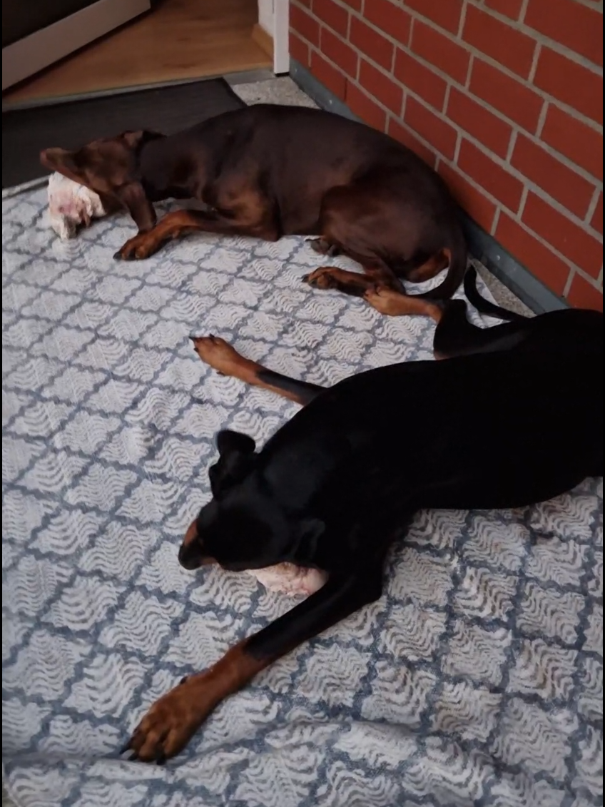 @DOBERMAedcheNHOCH2