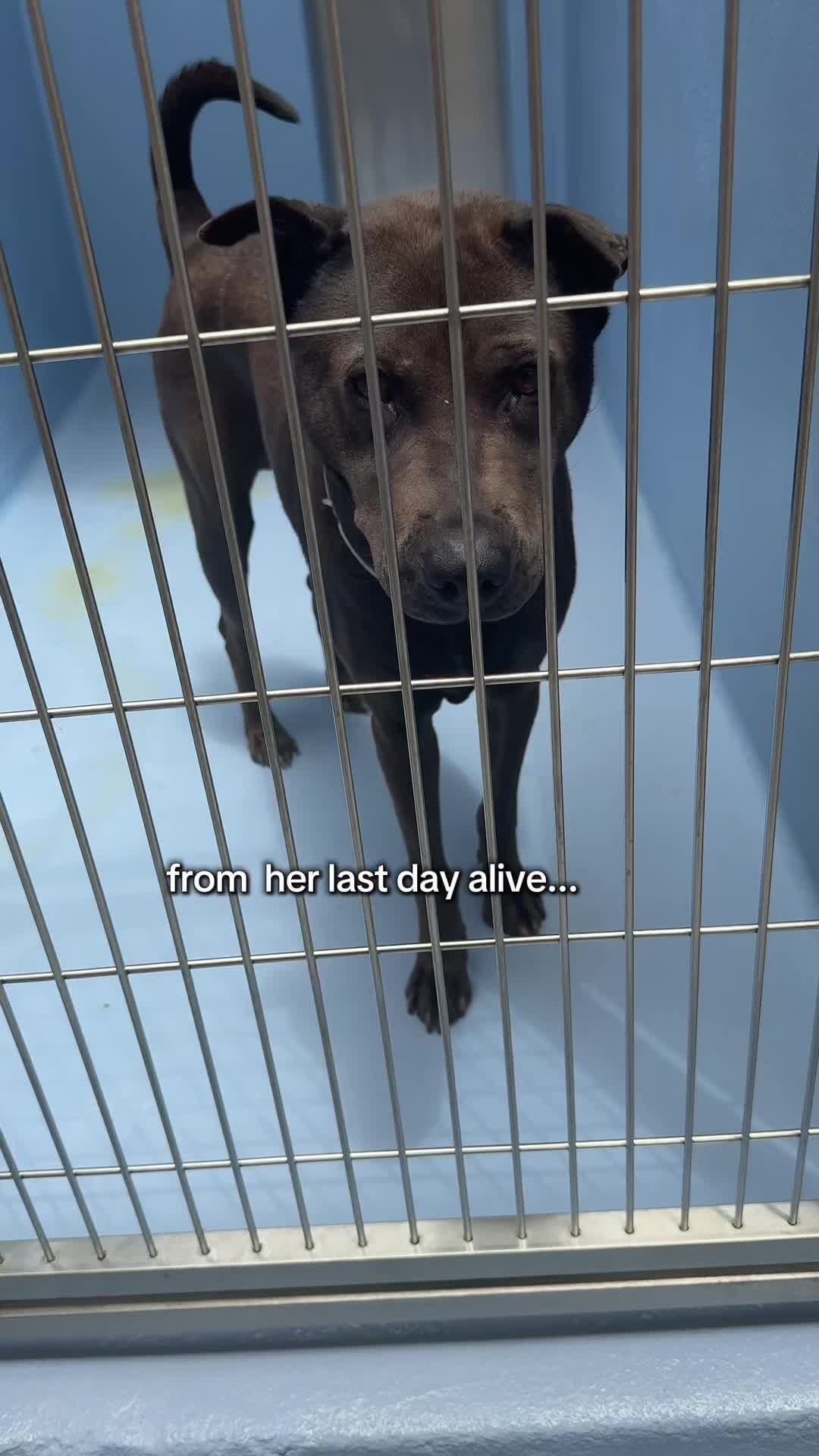 @Ryder 🐾 Rescue Shar Pei