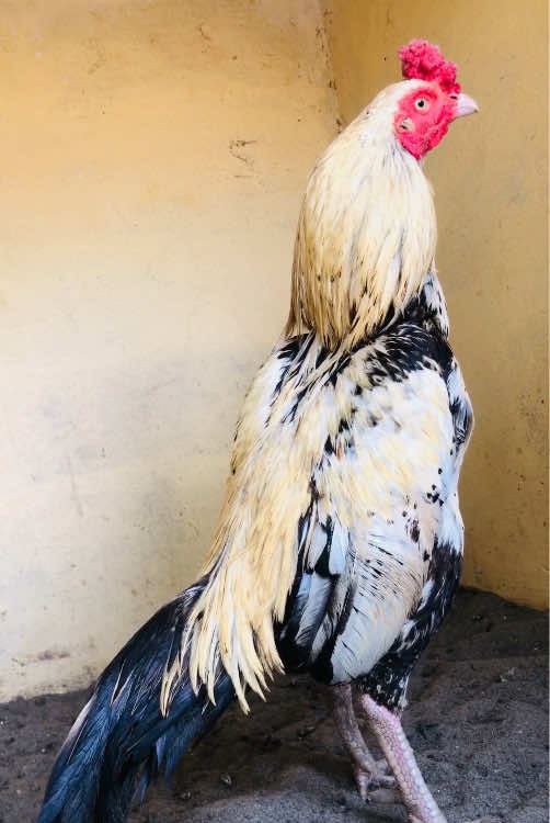 @Poultry Markaz
