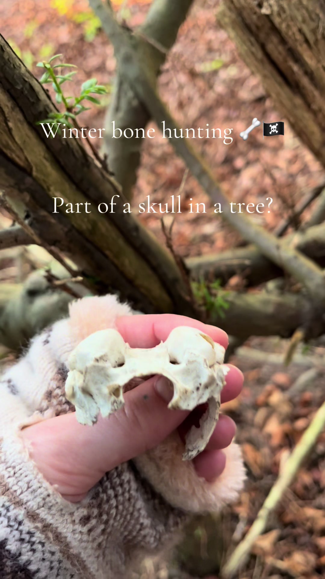 @dawnedskull
