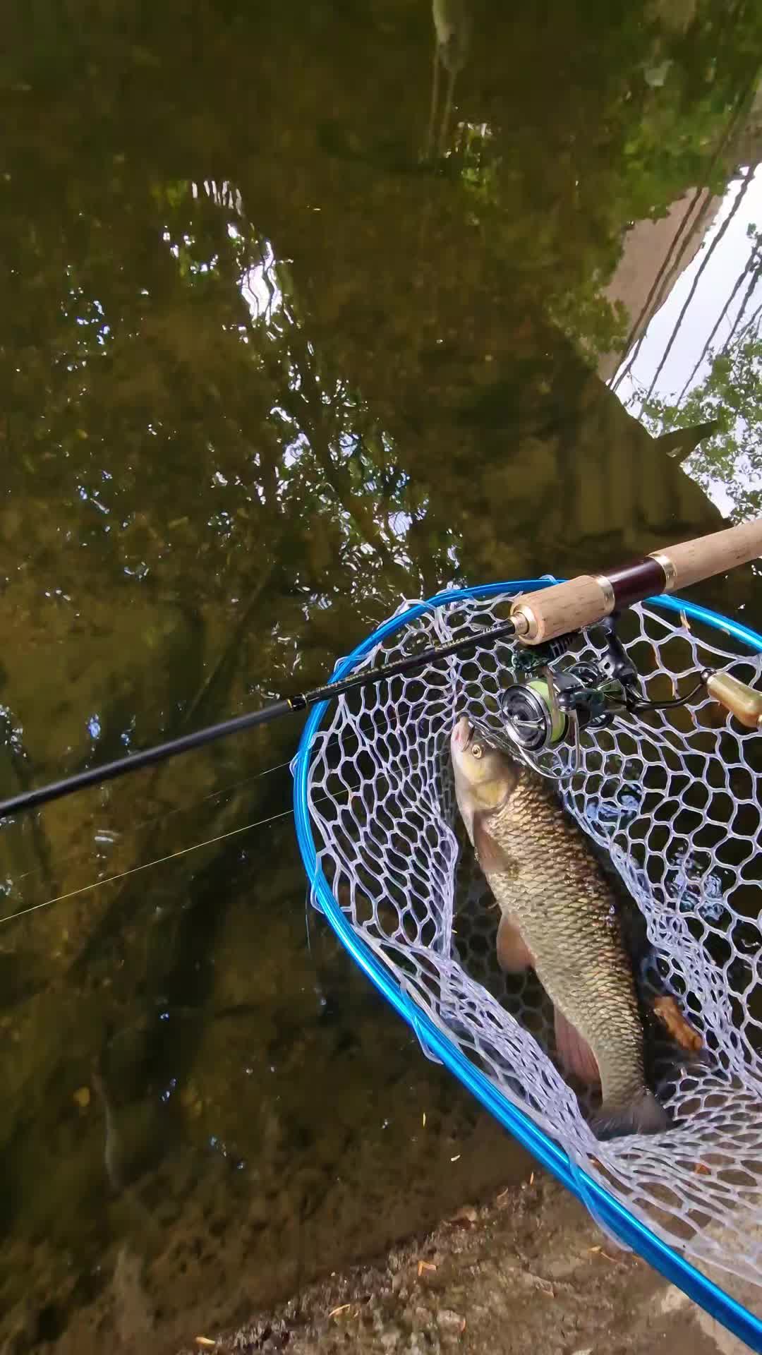 @BF Angler