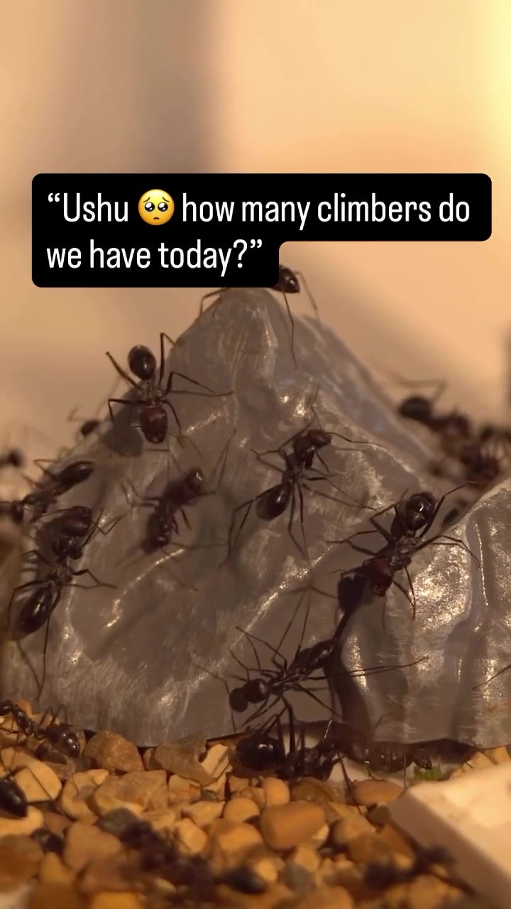 @antshq