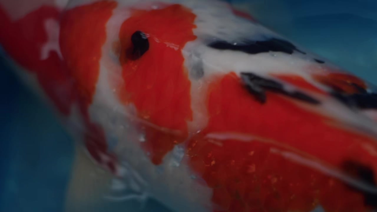 @Koi Competitions