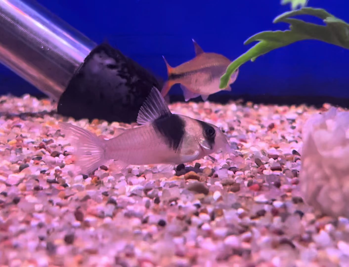 @Grosvenor Tropicals