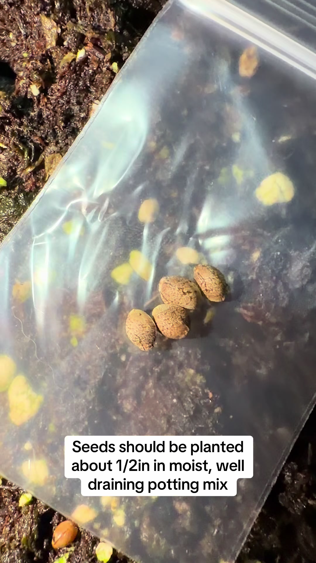 @SEEDTIVA