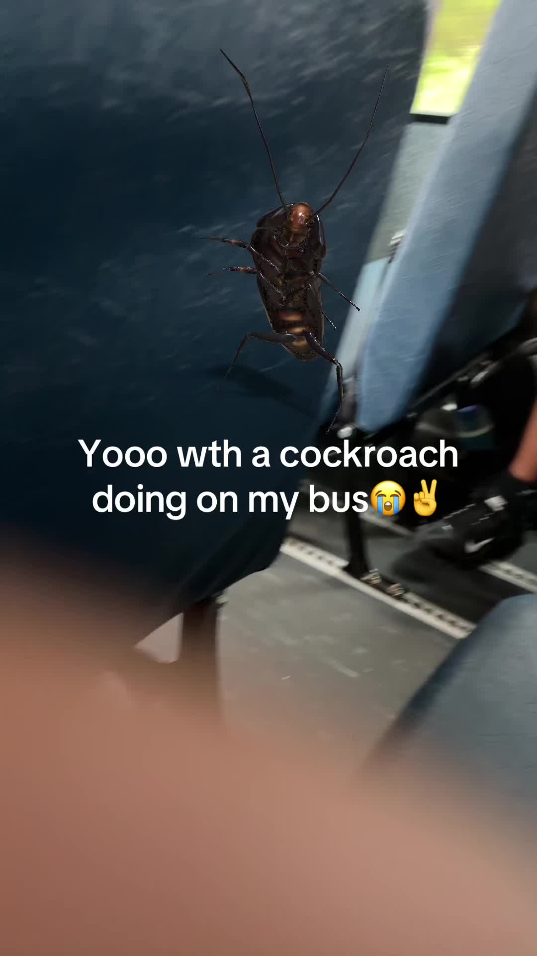 @🇲🇽 𝔪𝔢𝔪𝔬 𝔒𝔠𝔥𝔬𝔞 🇲🇽