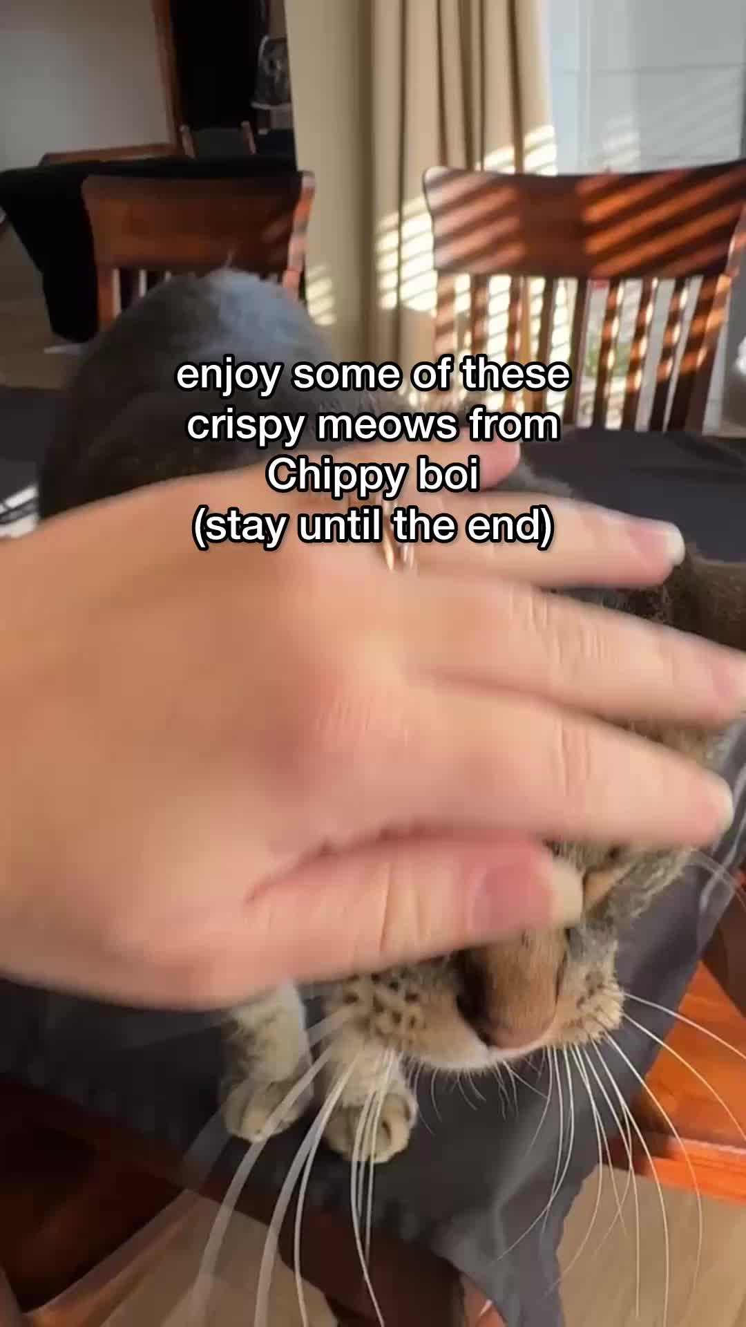 @Chip The Manx