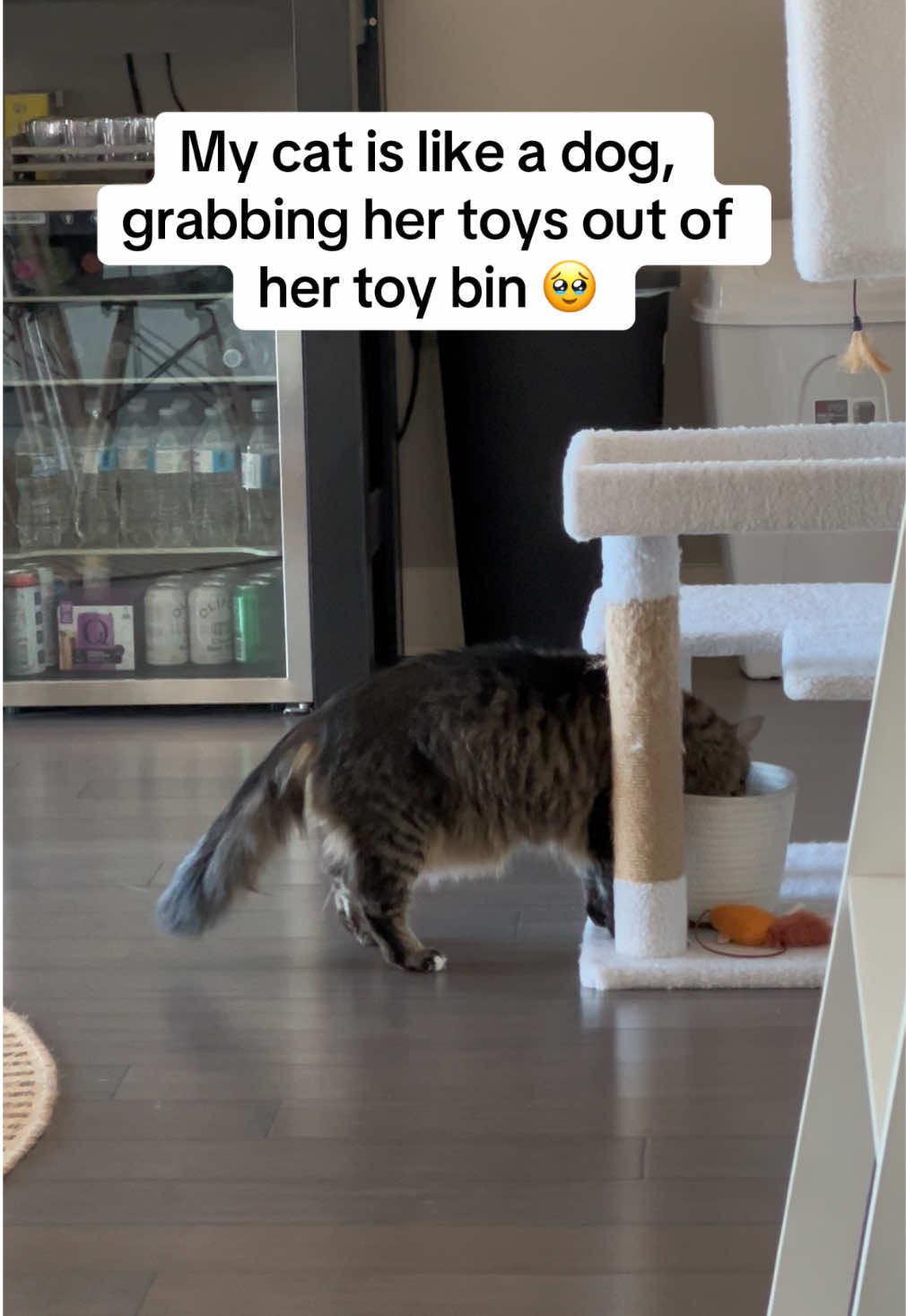 @Brookenorder